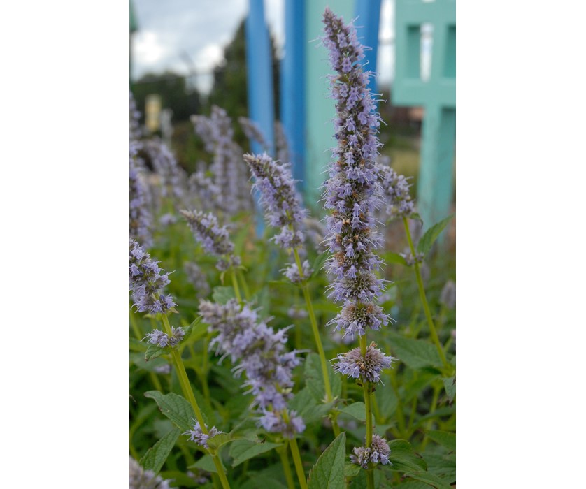 Blue Fortune Hyssop